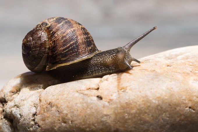 8 datos sorprendentes sobre caracoles que debes saber