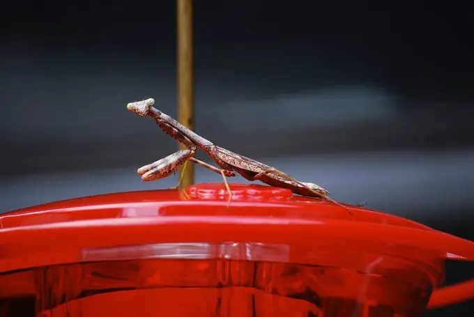 ¿Una mantis religiosa comerá colibríes?