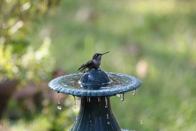 Cómo limpiar un bebedero para pájaros de la manera correcta