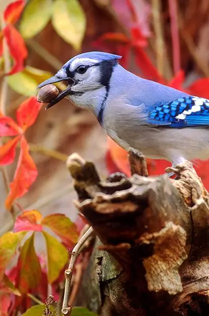 ¿A dónde van los pájaros cuando llueve?
