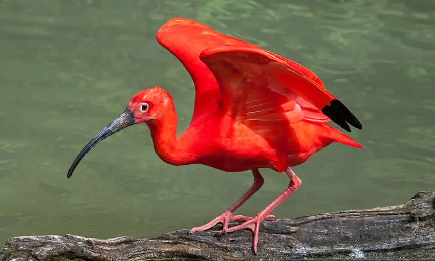Los 3 pájaros rosas en Florida