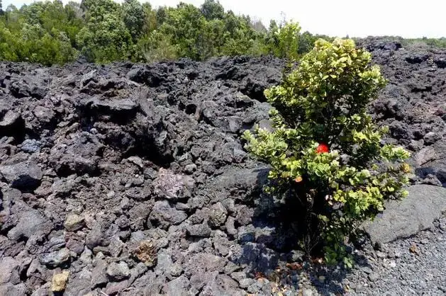Ohia Lehua, una planta legendaria de Hawái