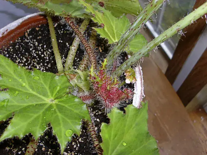 Consejos de expertos para hibernar a las begonias como plantas de interior