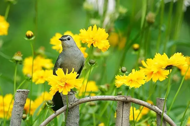 Miméticos y mimetismo de aves: tres pájaros que debes conocer
