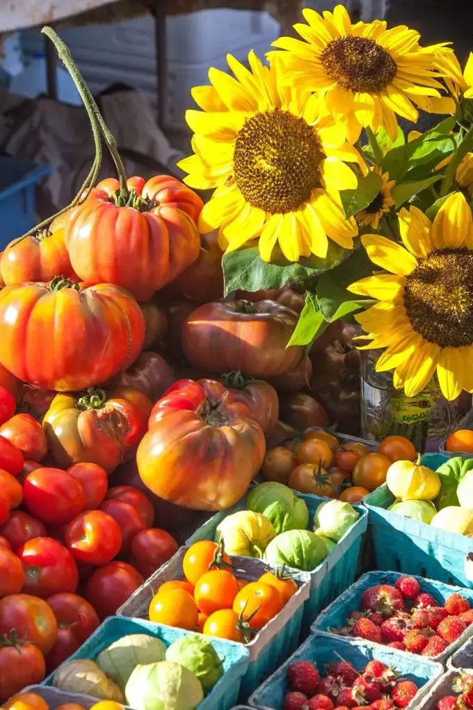 Los tomates son excelentes plantas complementarias de girasol