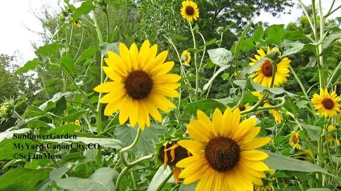 Los tomates son excelentes plantas complementarias de girasol
