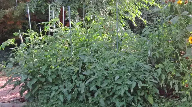 Los tomates son excelentes plantas complementarias de girasol