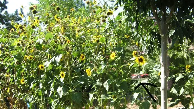 Los tomates son excelentes plantas complementarias de girasol