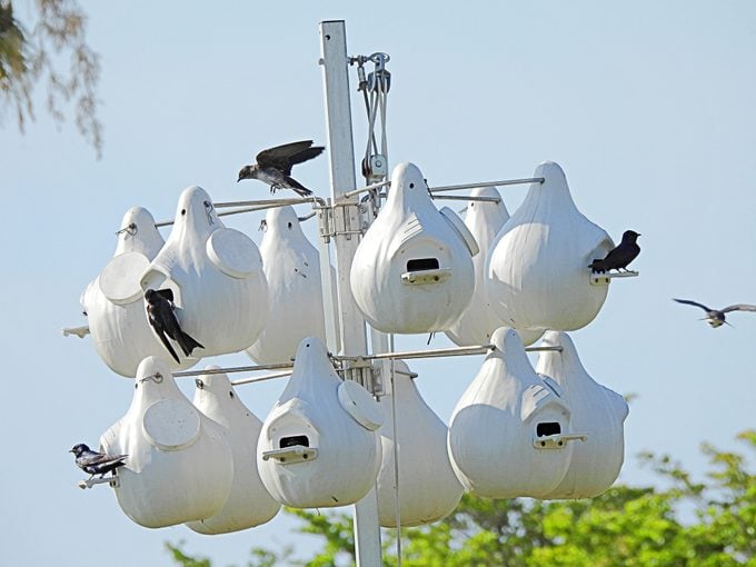 9 consejos comprobados para atraer aves que anidan