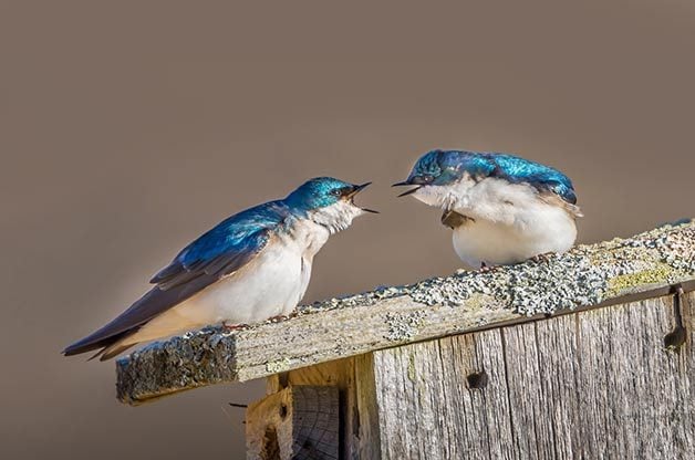 9 consejos comprobados para atraer aves que anidan