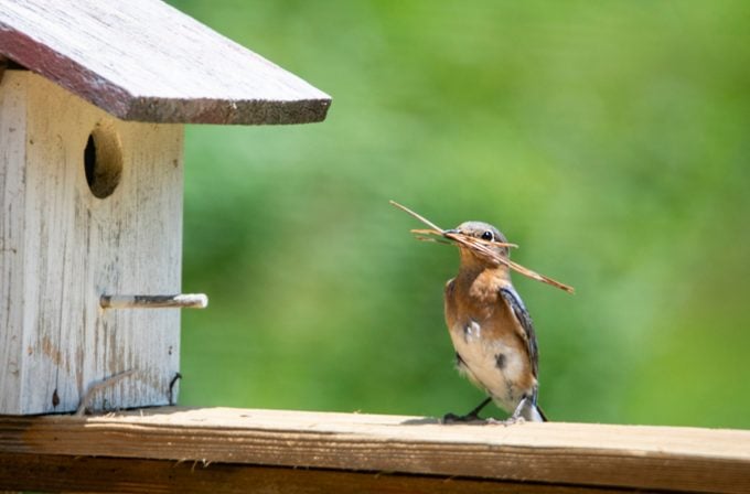 9 consejos comprobados para atraer aves que anidan