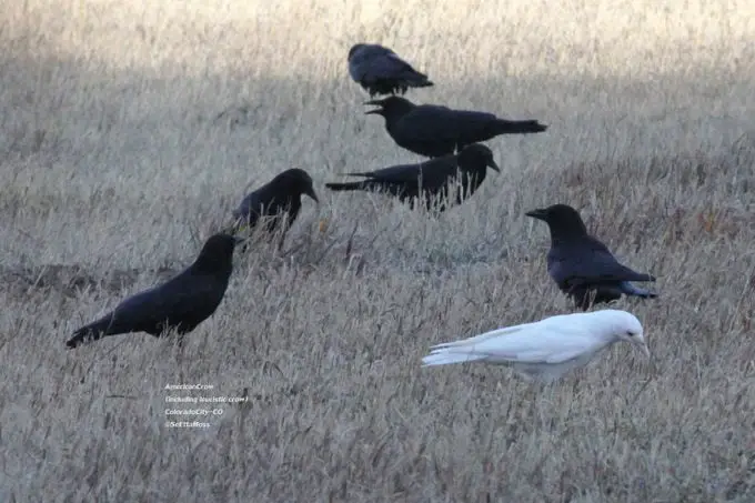 ¿Es este pájaro blanco un cuervo albino?