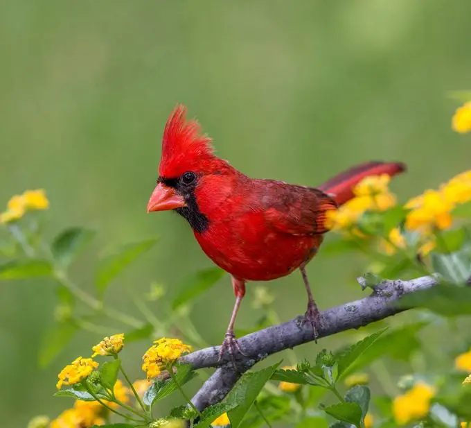 11 datos interesantes sobre el pájaro cardenal que debes saber