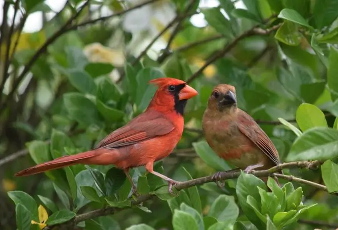 11 datos interesantes sobre el pájaro cardenal que debes saber