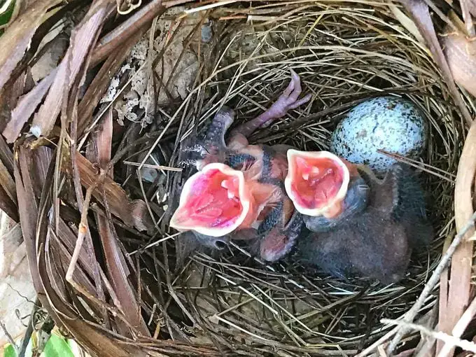 11 datos interesantes sobre el pájaro cardenal que debes saber