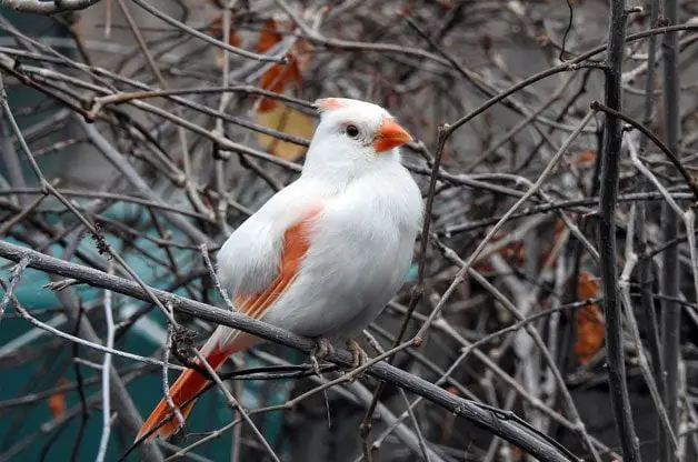 11 datos interesantes sobre el pájaro cardenal que debes saber