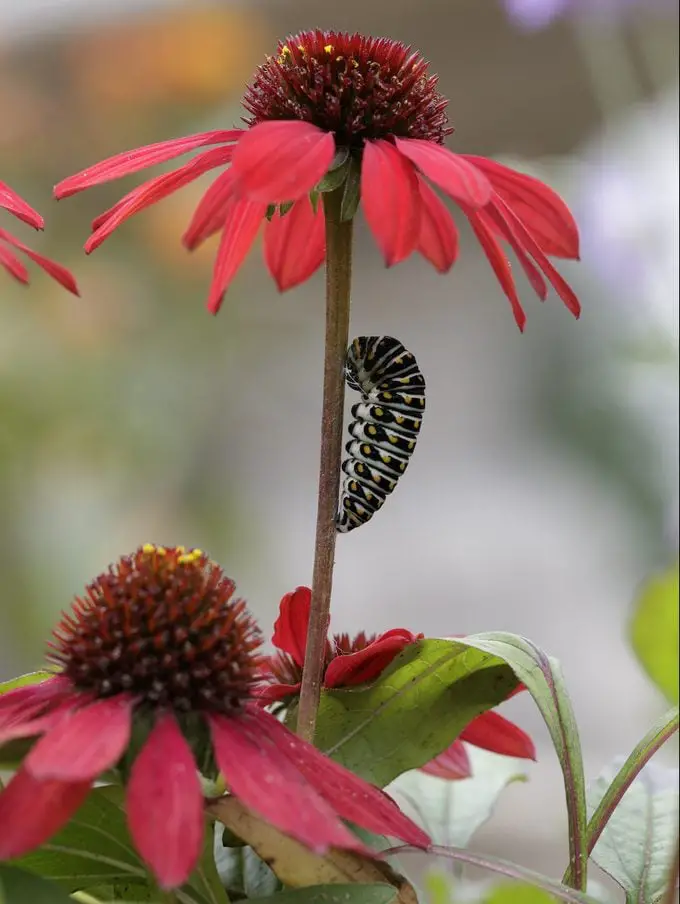 Atrae mariposas cola de golondrina negras a tu jardín