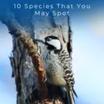 Pájaros carpinteros en Florida: 10 especies que puedes encontrar