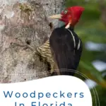 Pájaros carpinteros en Florida: 10 especies que puedes encontrar
