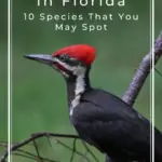 Pájaros carpinteros en Florida: 10 especies que puedes encontrar