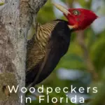 Pájaros carpinteros en Florida: 10 especies que puedes encontrar