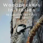 Pájaros carpinteros en Florida: 10 especies que puedes encontrar