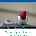 Pájaros carpinteros en Florida: 10 especies que puedes encontrar
