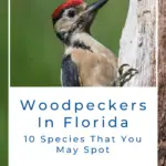 Pájaros carpinteros en Florida: 10 especies que puedes encontrar