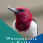 Pájaros carpinteros en Florida: 10 especies que puedes encontrar
