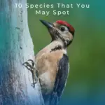 Pájaros carpinteros en Florida: 10 especies que puedes encontrar