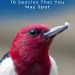Pájaros carpinteros en Florida: 10 especies que puedes encontrar
