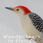 Pájaros carpinteros en Florida: 10 especies que puedes encontrar