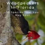 Pájaros carpinteros en Florida: 10 especies que puedes encontrar