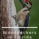 Pájaros carpinteros en Florida: 10 especies que puedes encontrar