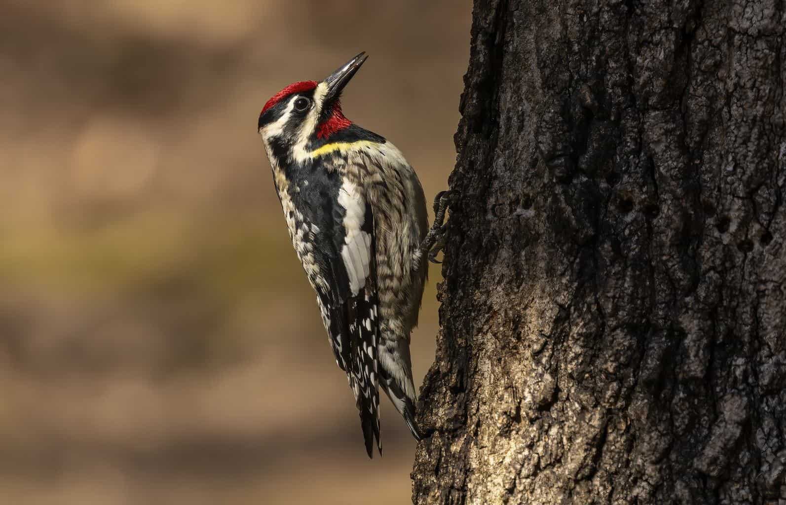 Pájaros carpinteros en Florida: 10 especies que puedes encontrar