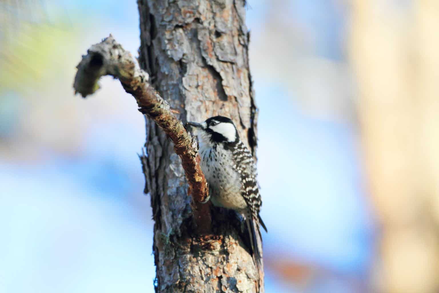 Pájaros carpinteros en Florida: 10 especies que puedes encontrar