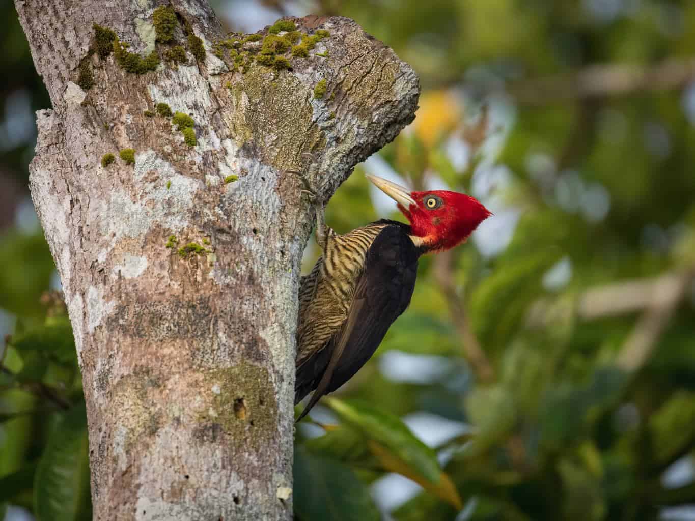 Pájaros carpinteros en Florida: 10 especies que puedes encontrar
