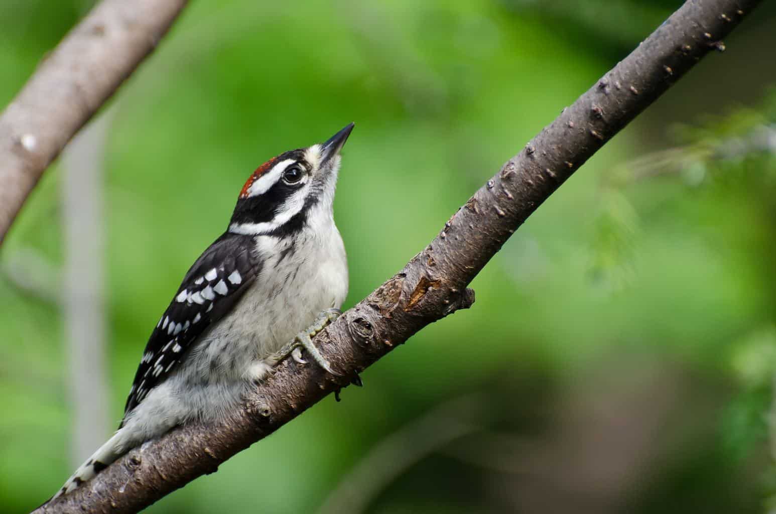 Pájaros carpinteros en Florida: 10 especies que puedes encontrar