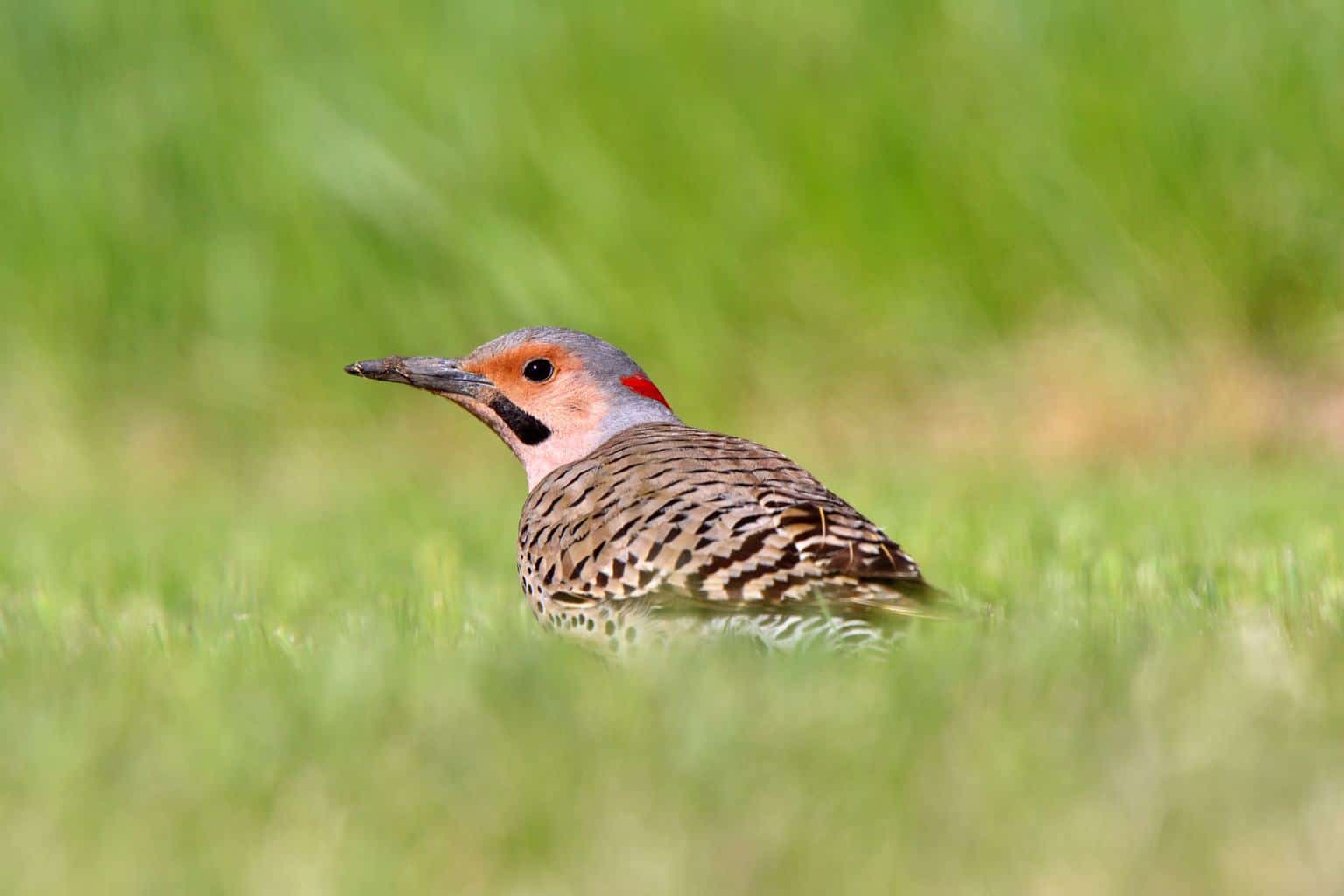 Pájaros carpinteros en Florida: 10 especies que puedes encontrar