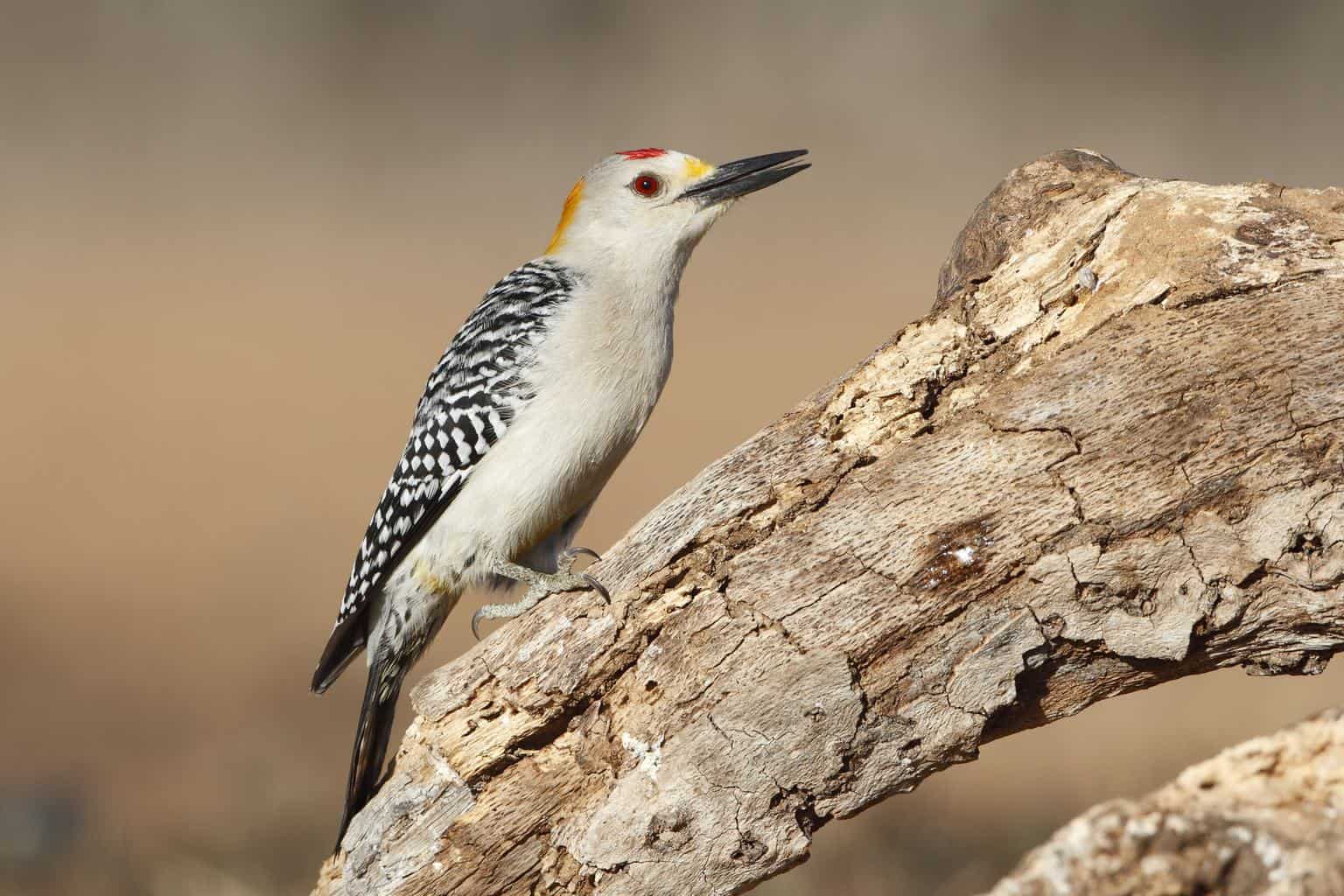 Pájaros carpinteros en Florida: 10 especies que puedes encontrar