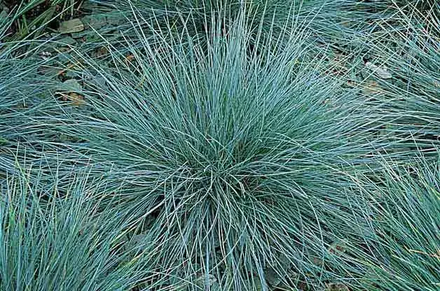 9 hermosos pastos ornamentales para tu jardín