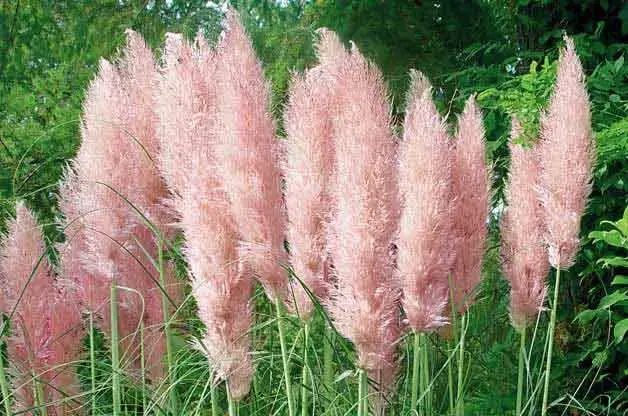 9 hermosos pastos ornamentales para tu jardín