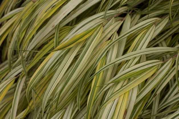 9 hermosos pastos ornamentales para tu jardín