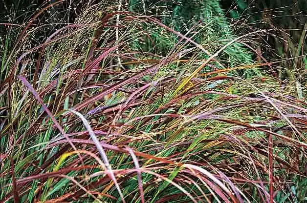 9 hermosos pastos ornamentales para tu jardín