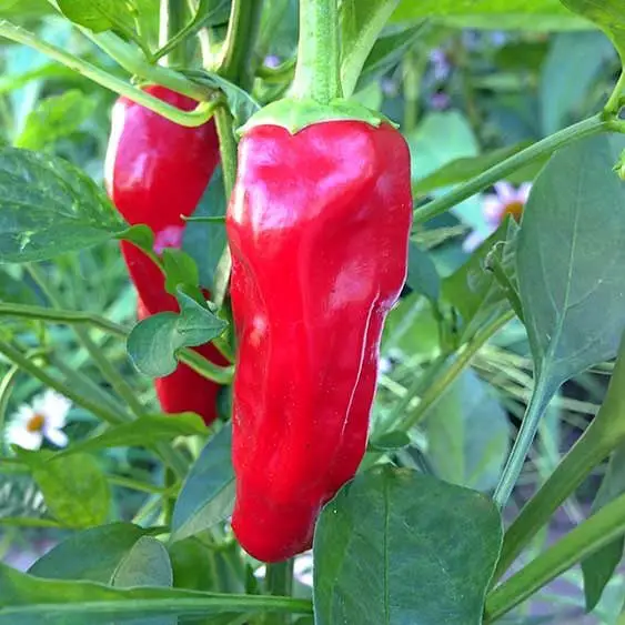 Los 10 mejores pimientos para cultivar en tu huerto