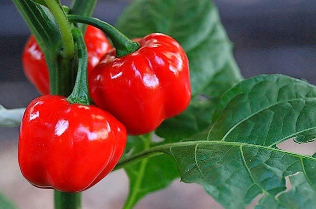 Los 10 mejores pimientos para cultivar en tu huerto