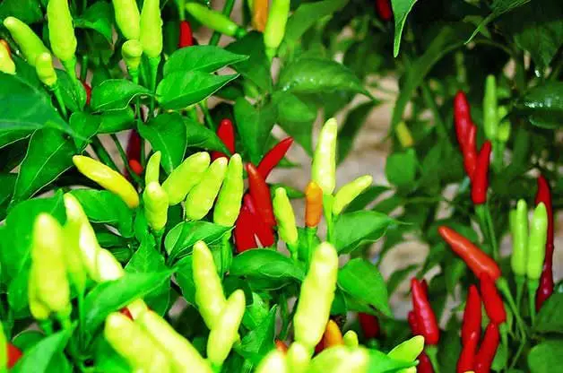 Los 10 mejores pimientos para cultivar en tu huerto