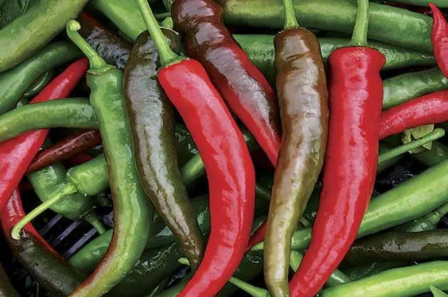 Los 10 mejores pimientos para cultivar en tu huerto