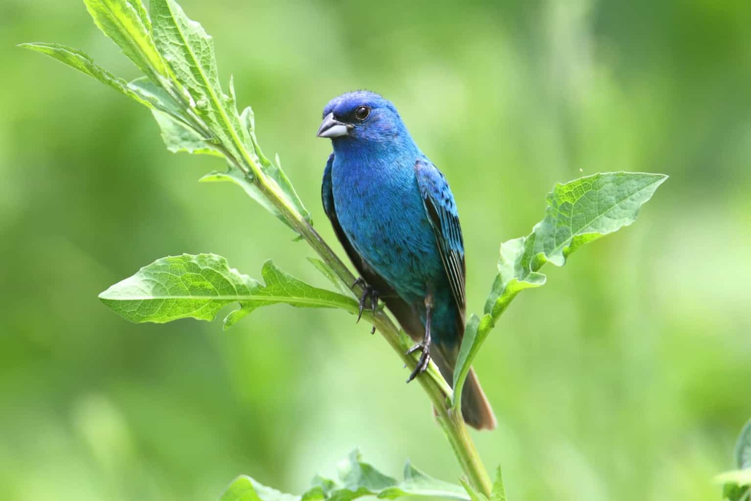 14 pájaros que parecen arrendajos azules: la guía definitiva sobre pájaros