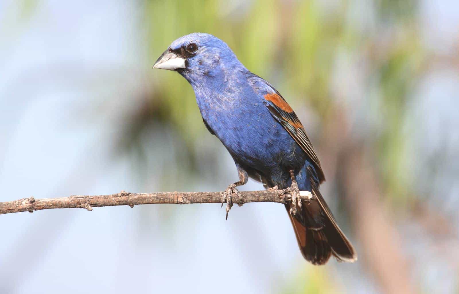 14 pájaros que parecen arrendajos azules: la guía definitiva sobre pájaros